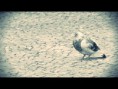 /album/hobby/pombo-jpg/
